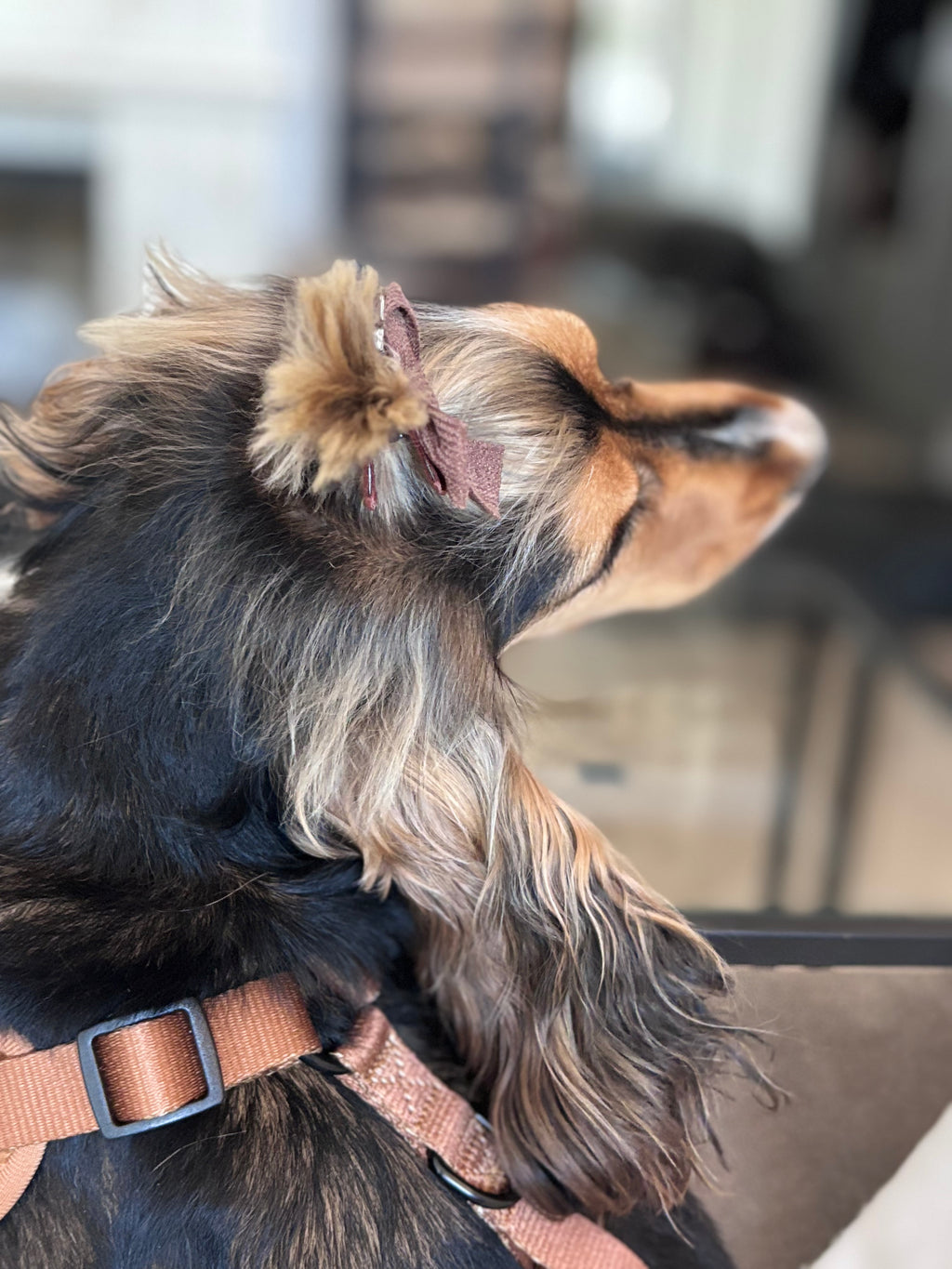 TEDDY CHOCO - Állítható hám