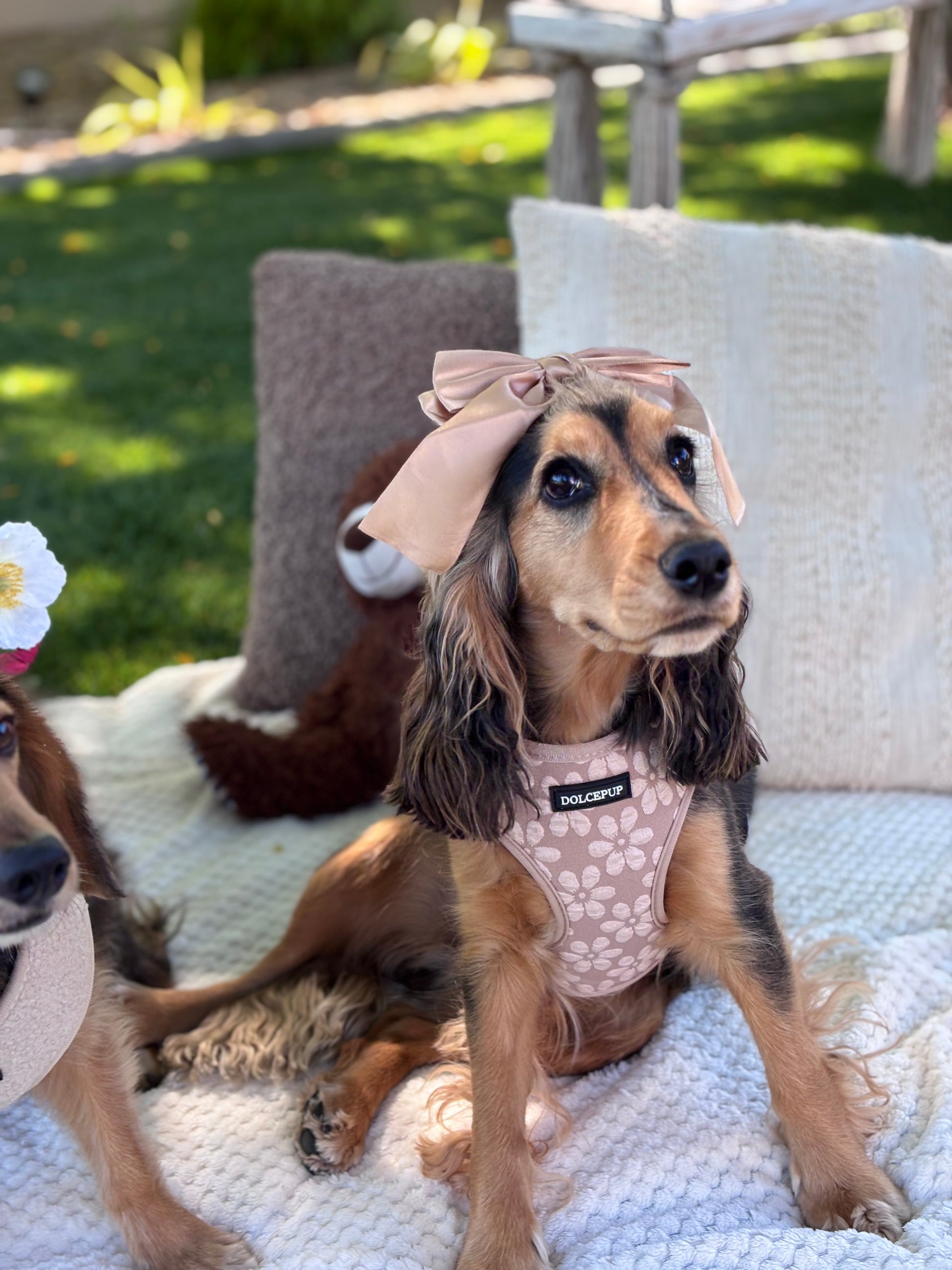 BLOOM PUP - Állítható hám