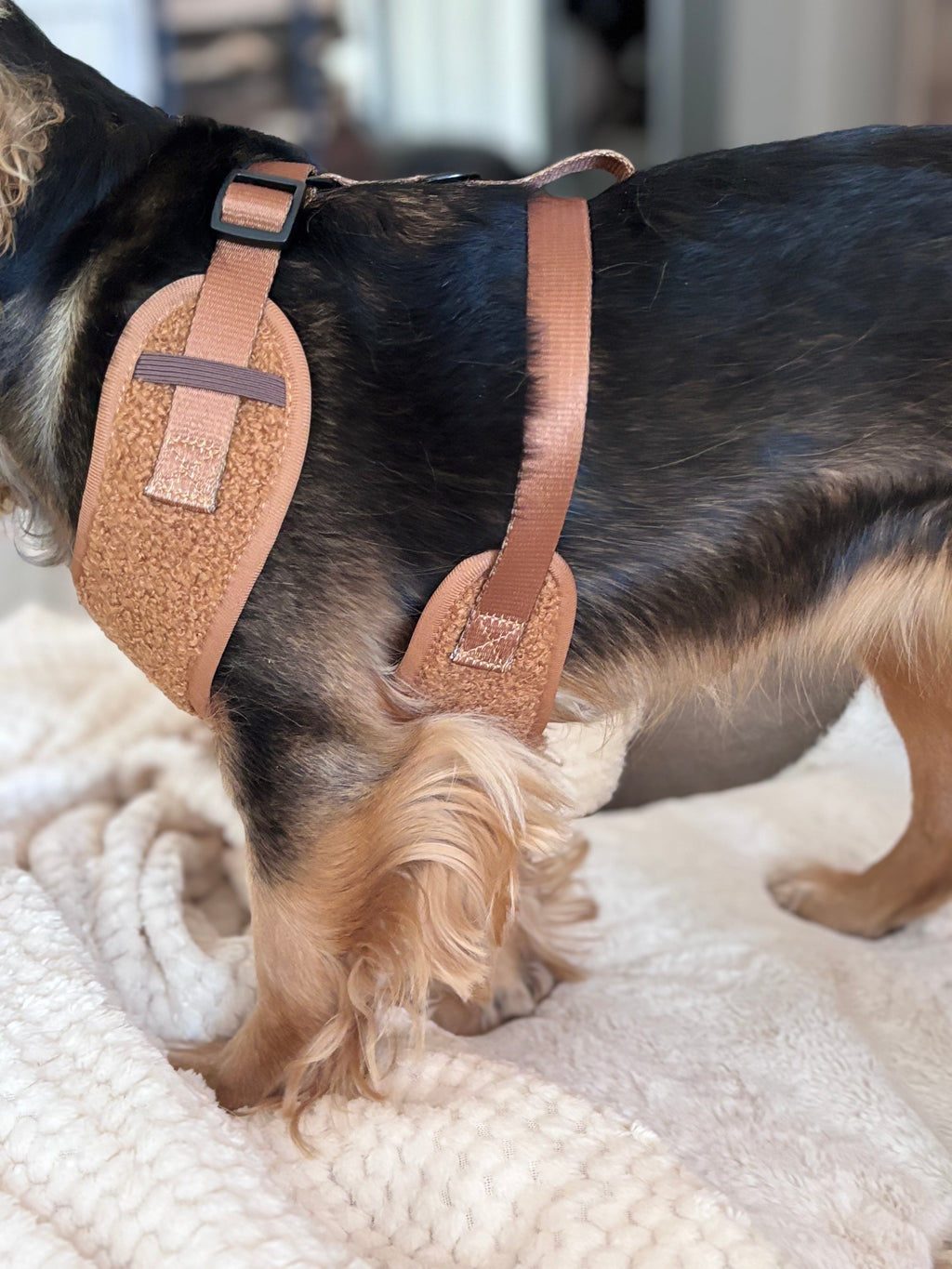 TEDDY CHOCO - Állítható hám