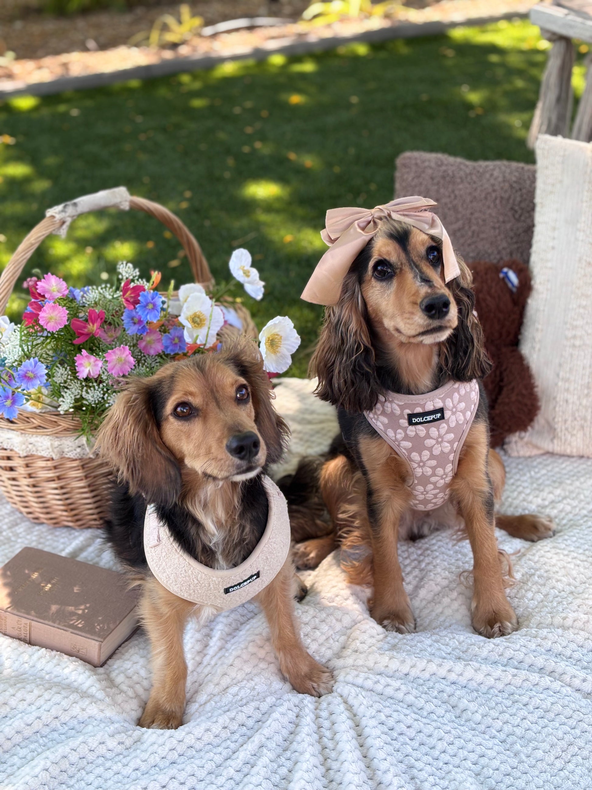 BLOOM PUP - Állítható hám