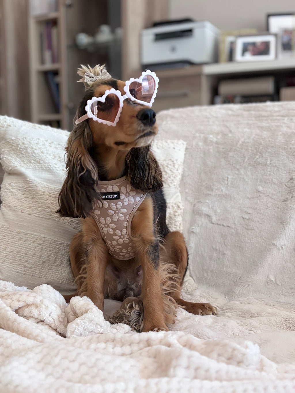 BLOOM PUP - Állítható hám