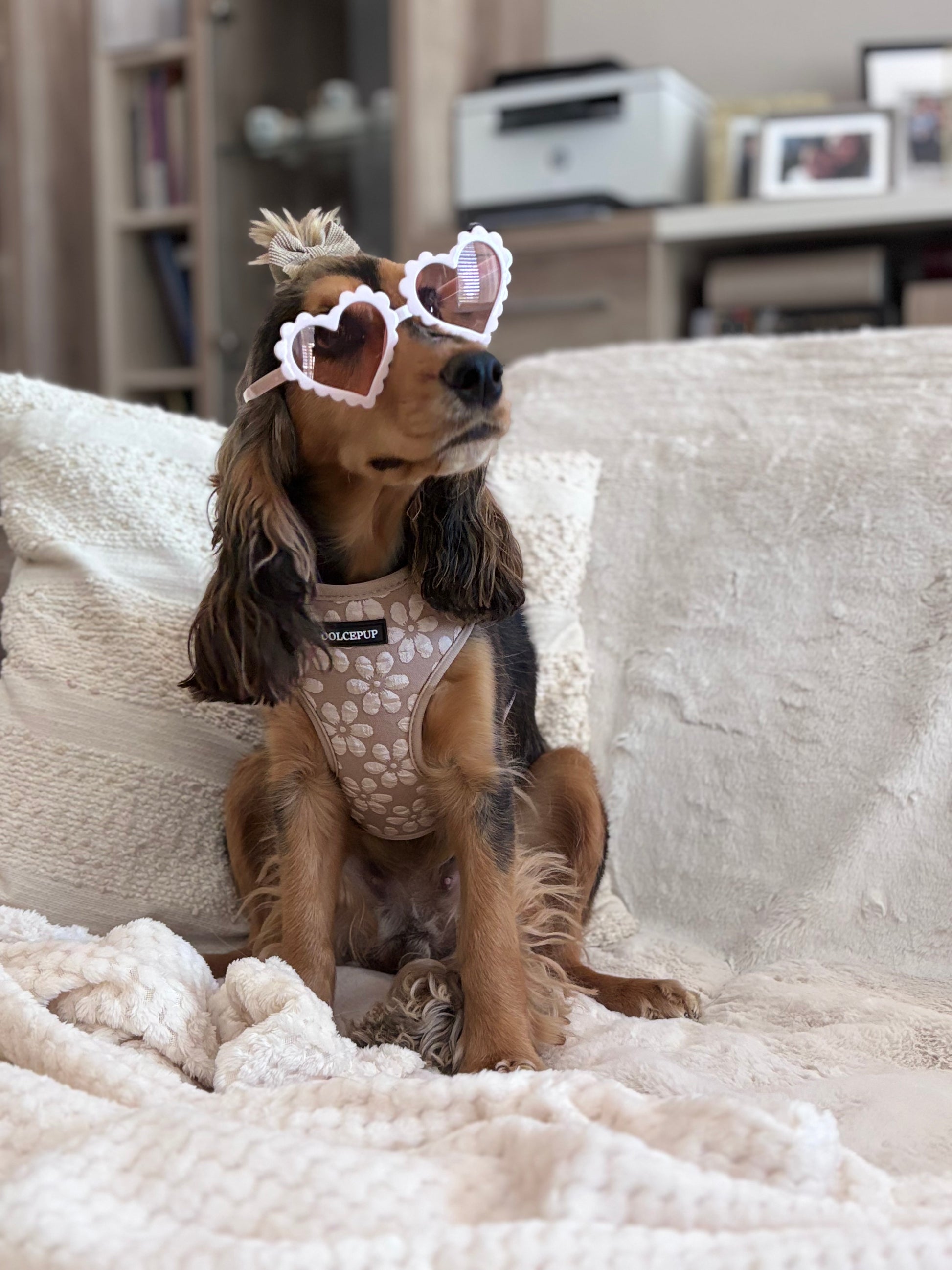 BLOOM PUP - Állítható hám